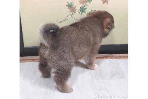 販売中の秋田県の柴犬-396400の3枚目